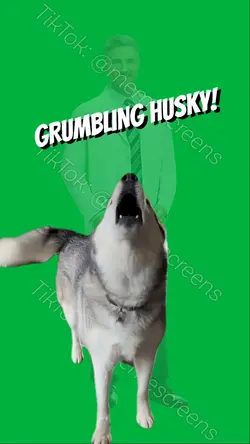 GRUMBLING MAD HUSKY
