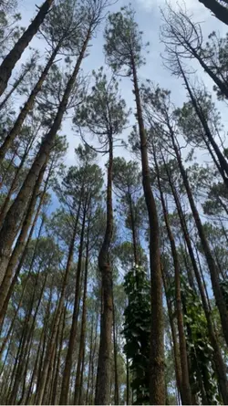 Pohon bergoyang