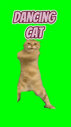 Dancing cat