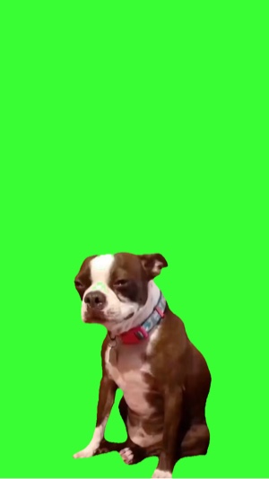 Chien qui pleure 