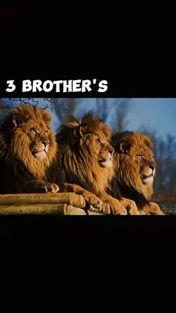 3 Brother's