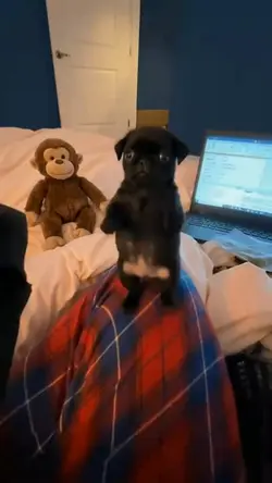 dance dog