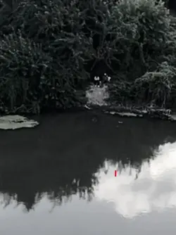 WhatsApp durum video