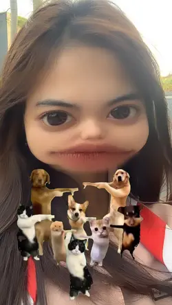 meme cat