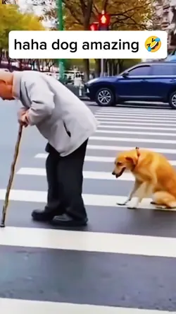 dog amazing vunny