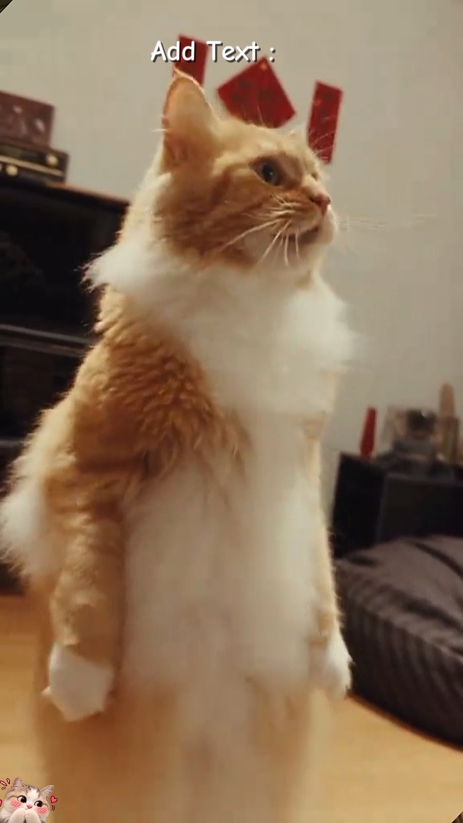 Funny Cat 