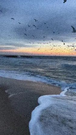 Şablon şüan ücretsiz