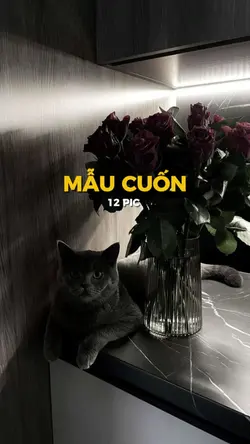 MẪU 12 PIC 