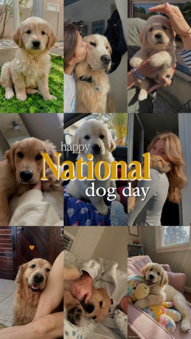 happy national dog 