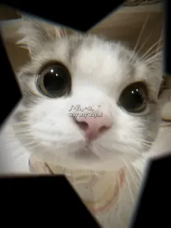 Nhạc cute quá