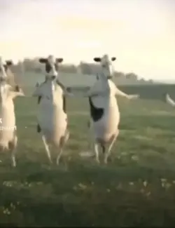 Vaches qui danses