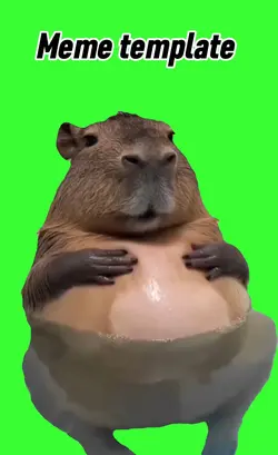 Big belly capibara