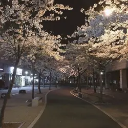 ɴɪɢʜᴛ 🌙