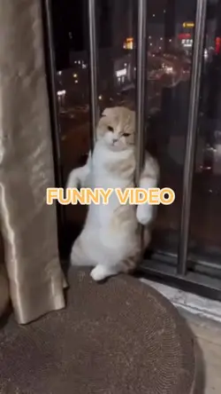 FUNNY VIDEO