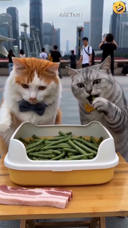 funny Cat. 
