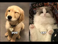 강아지상 VS 고양이상