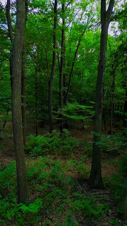 Nature forest