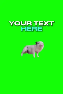 🐷Pig Dancing