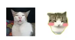 Meme 😂😸