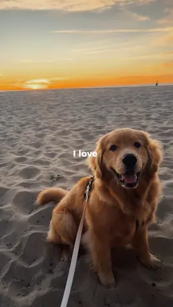 I love you dog