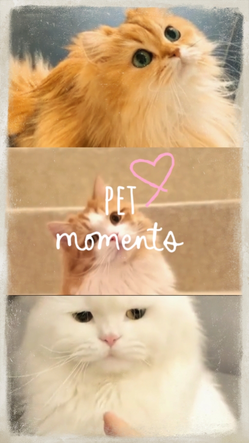 PET MOMENTS