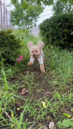 飛び出せ！冒犬わんこ♪