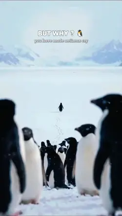trend penguin