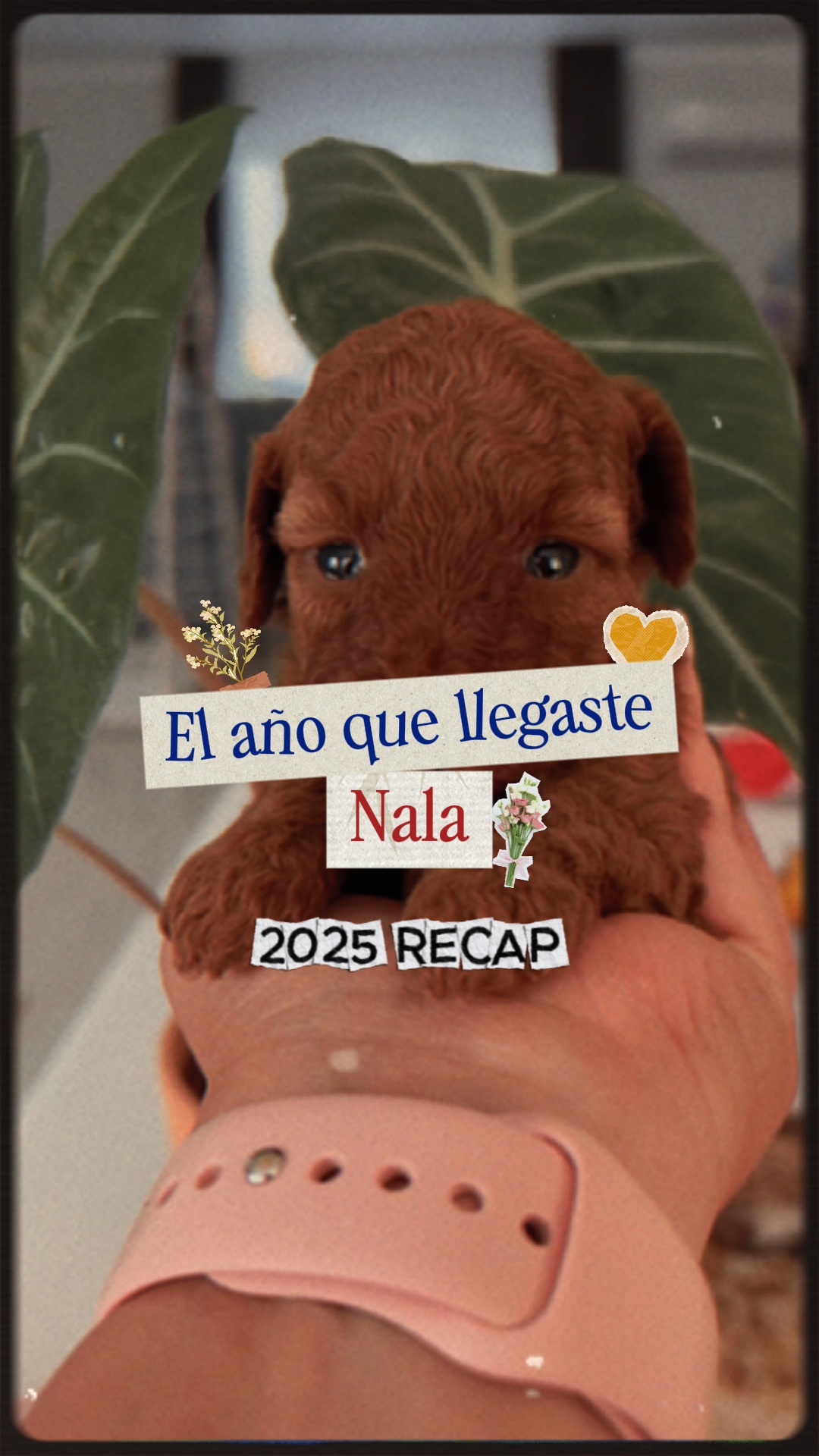 Resumen Mascota