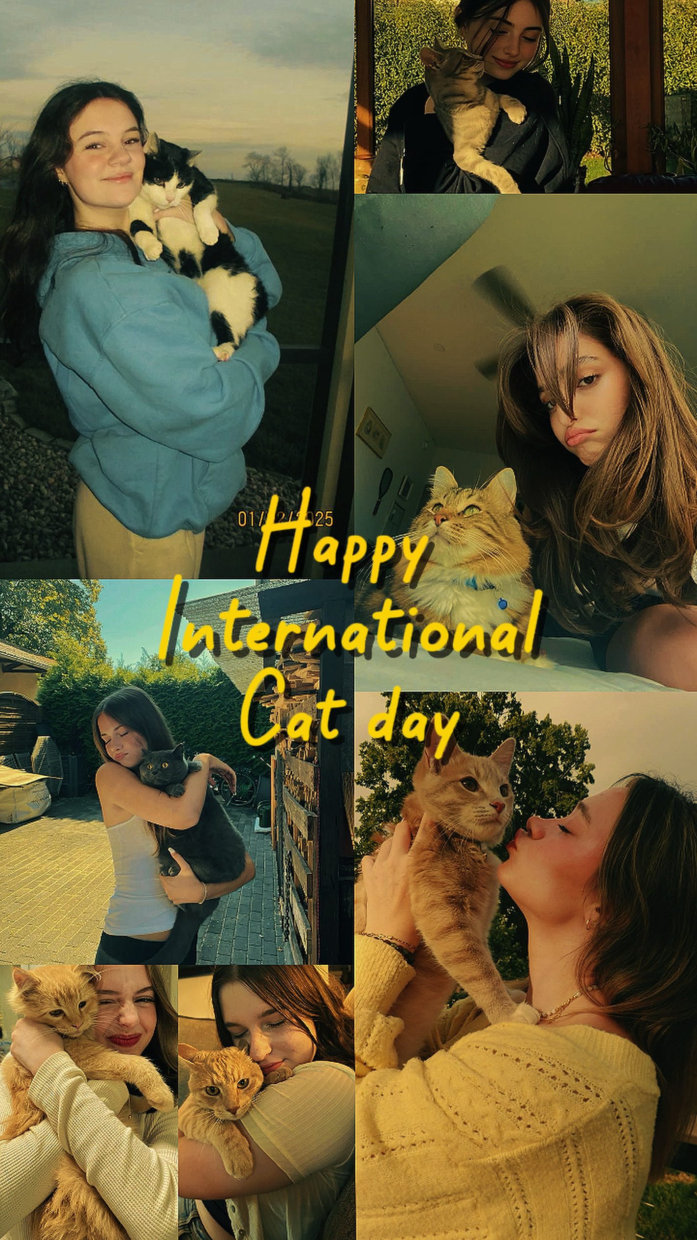Feliz dia do gato
