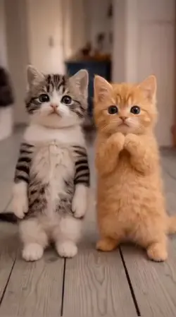 catdance