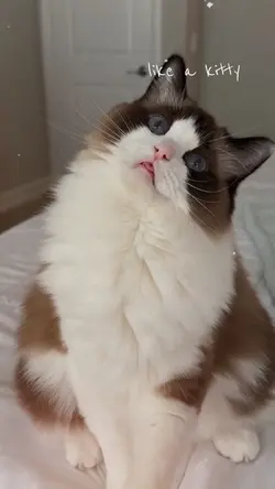 Like a kitty