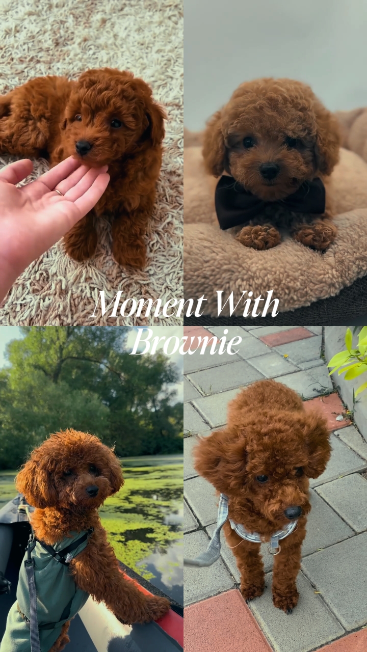Moment avec Brownie