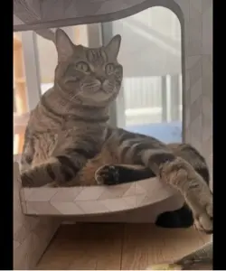 猫 ねこ キャットダンス