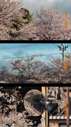 cherry blossoms