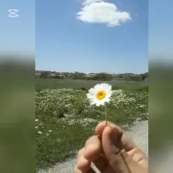 Çiçek gibi