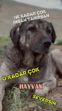 Hayvan seversin