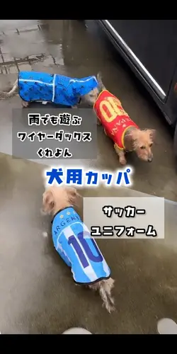 雨の日　犬用カッパで楽しむワールドカップ