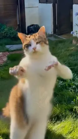 Cat dance