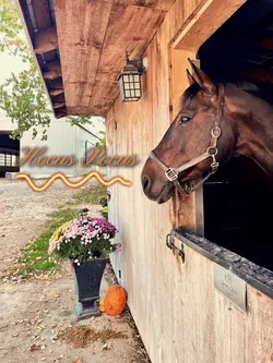 I LOVE HALLOWEEN SMM