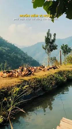 Mẫu Động Lực
