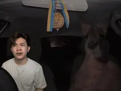 Kangaroo in Car