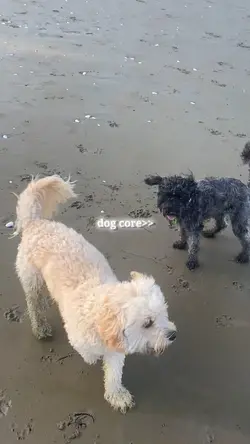 Dog core>>>