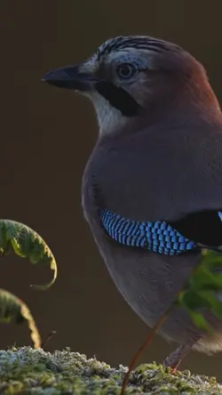 Wildlife n the woods