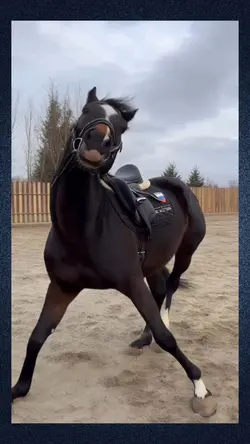 dancing horse
