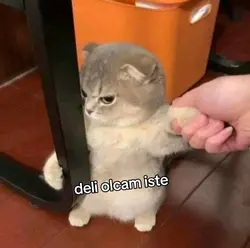 deliolcamiste
