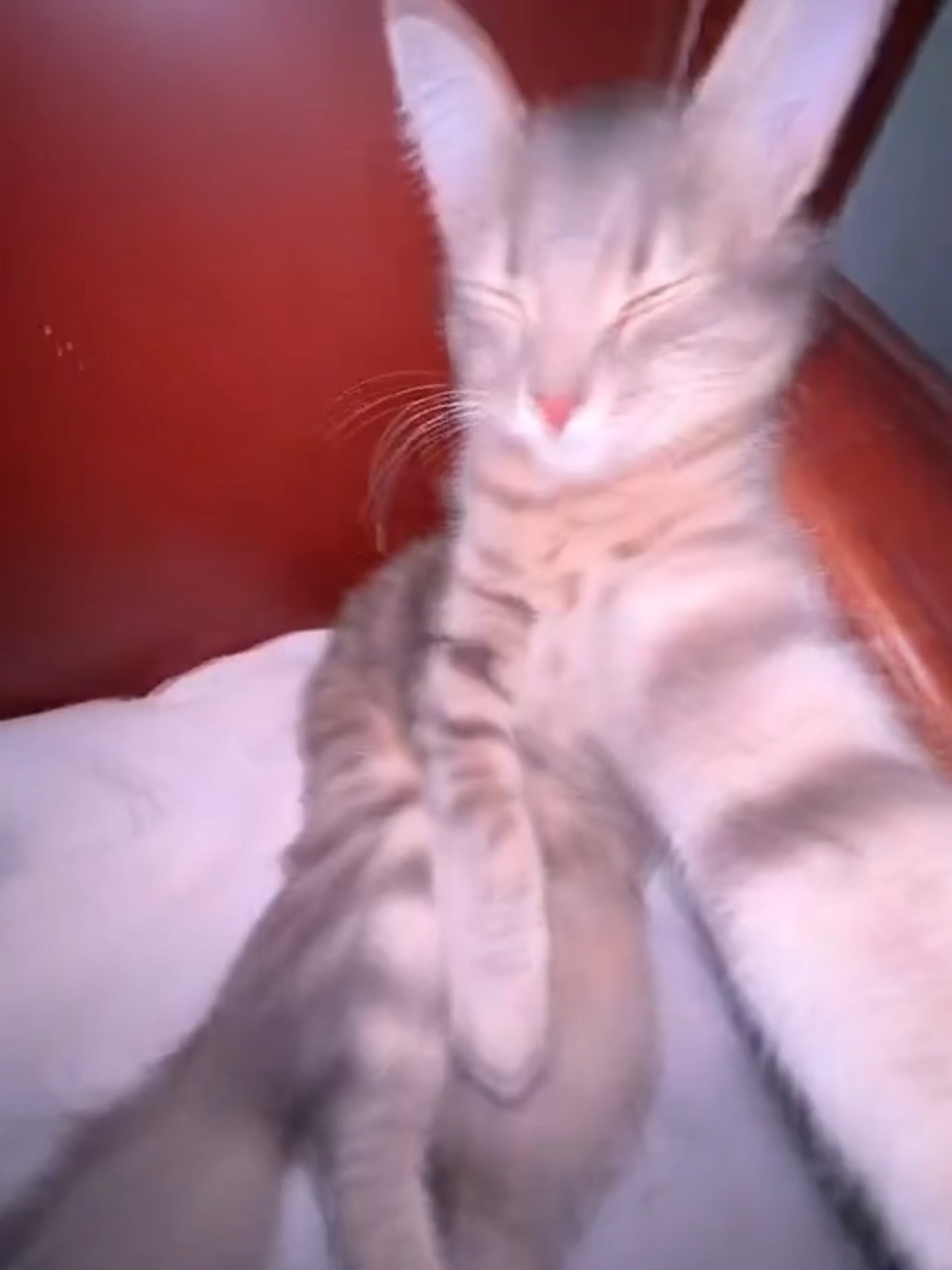 Gato Rizz