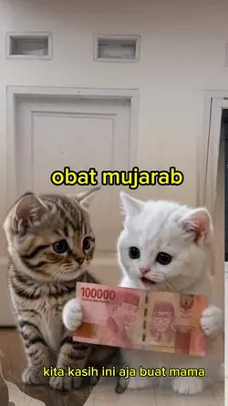 kucing lucu