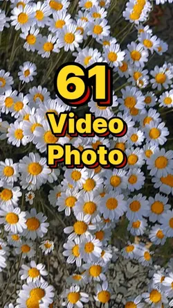 61 video or photo 