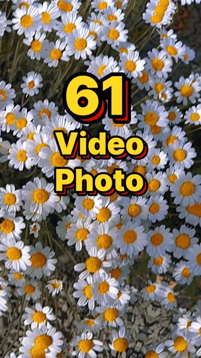 61 vídeo ou foto 