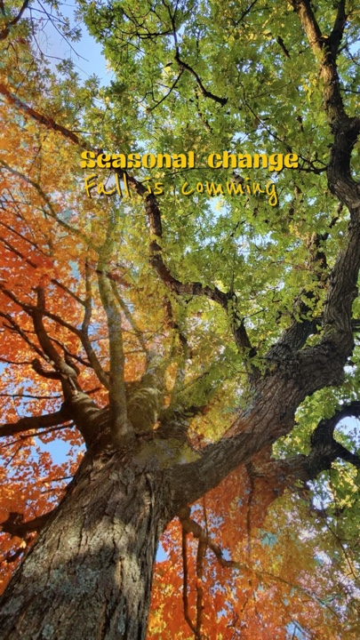 Se acerca el otoño